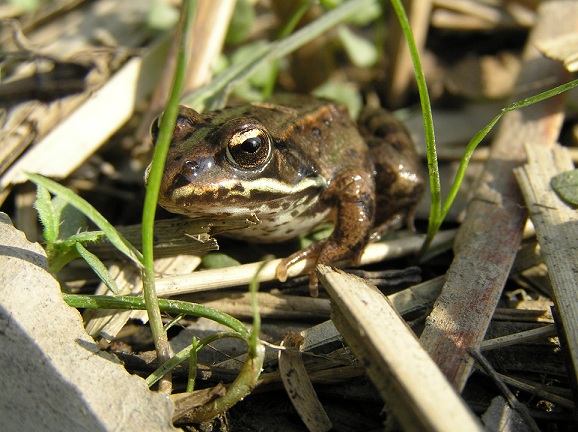 Pelophylax sp. (prov. Pavia)